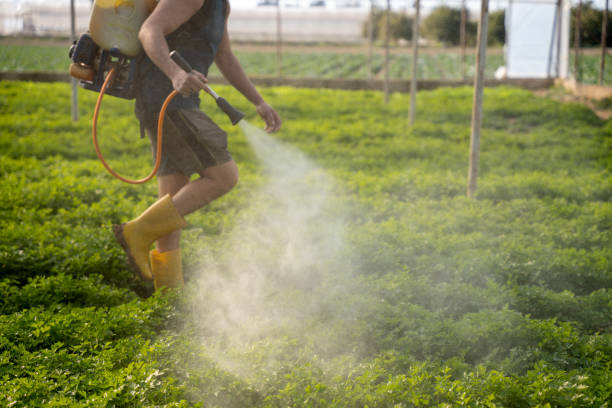 Best Local Pest Control Services  in Bowling Green, MD