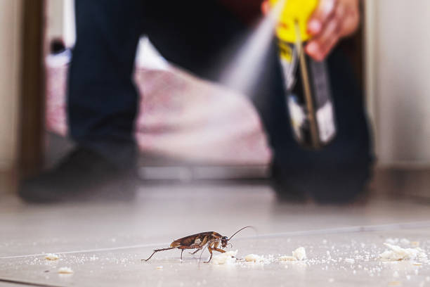 Best Spider Control Near Me  in Bowling Green, MD